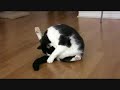 Fat Cat Licking ..