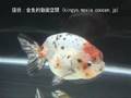 [江戸錦]2007年度 第25回日本観賞魚フェア 江戸錦弐歳の部 優勝：永井 明輝氏持魚