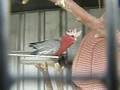 Galah talking in a Aussie accent
