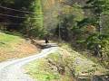 videos de Anothers Maxamillian TWH Black Stallion