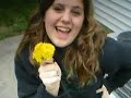dandelion dandelion