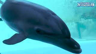 Dolphin Sea08