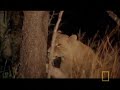 Lioness Breaks Vertebrae Lioness Breaks Vertebrae