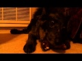 Sevo eating beef knee bone.