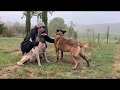 Kira und Fire 2 Ex Spürhunde Malinois suchen ein neues Zuhause