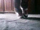 Crow Solo *c walk* (BRASIL)