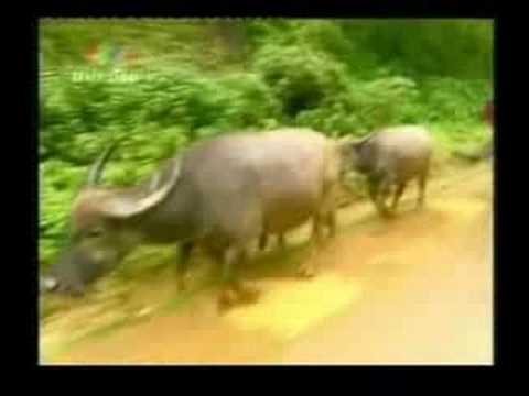 Introduction to VietNam