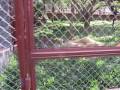 Tiger Temple in Thailand: Supawan the Leopard