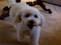 another adventure from Milu my crazy dog, he thinks the vaccum is gonna get him.