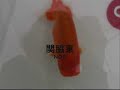 (TOSAI )THAILAND RANCHU GOLDFISH CLUB (TOSAI )THAILAND RANCHU GOLDFISH CLUB