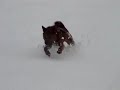 美濃柴犬「夏月」雪原を駆ける