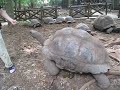 Teasing the Tortoise
