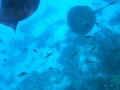 Big Ray I Saw In Maldives