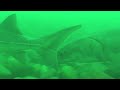 Return of the Gentle Giants: Huron-Erie Corridor Fish Habitat Restoration