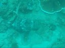Chasing a cuttlefish