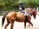 Rorey Tall Oaks Show