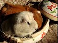 Guinea Pig\"nabe!\" ?????\"???\"????????????????(^^?