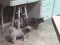 Cat Vs. Dog