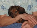 it was longer and had cuter pics also but for some reason its only saving half of it... sorry its not a pug but you gotta admit its adorable