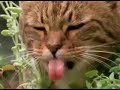 La droga de los gatos