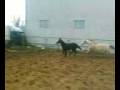 Gotyk i Puenta
