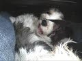 zondag 3 mei ben ik met m'n honden Margootje en haar zoon Tobias gaan halen om bij ons te komen wonen. Hier een klein verslagje van de eerste dag van Tobias bij ons.
