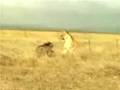 videos de Warthog Pig Fights Lion - Funniest video of the week