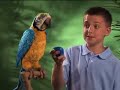 squawkers-mccaw-the-parrot-demo-from-amazingtechproductscom.html