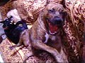 My Funny Dog My Funny Dog