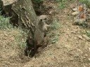 Baby Meerkat makes first appearance Baby Meerkat makes first appearance