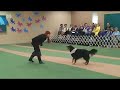 Corinne Lawson with Genevieve, Canine Freestyle
