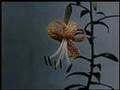 Nine Inch Nails- The Great Below- Music Video