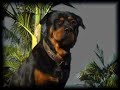 Buddy the dog \"rotti\" sings The prayer Buddy the dog \"rotti\" sings The prayer