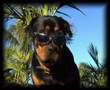 Buddy the dog rotti sings The prayer