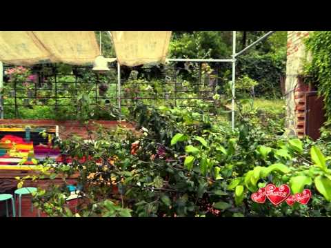 Video of Swanky Mint