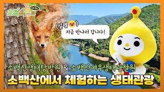 소백산에서 배우는 생태관광 소백산생태탐방원&소백산여우생태관찰원ㅣ초록속으로 EP.03