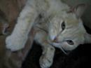 GATOS