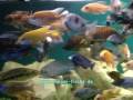 Malawi-Fische