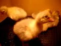 day old goslings day old goslings