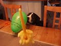 Ballong tokig