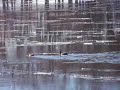 Ducks Dodge Ice Flows and Play Chicken on Kankakee River