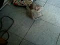 patuka con injundia