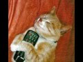 Animais Engra�ados 3