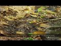 Tadpoles, snake and spider in Thailand forest