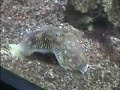 cuttlefish