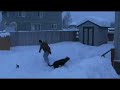Deep Snow Dog