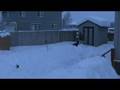 Deep Snow Dog