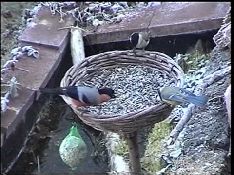 tit fight