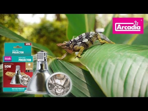 YouTube reptile video