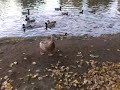 KACHNICKY DUCKS